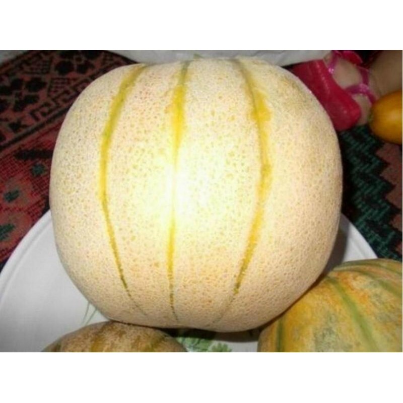 TALIBI Persischer Melone frische Samen