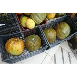 CASABA Türkische Melone Samen