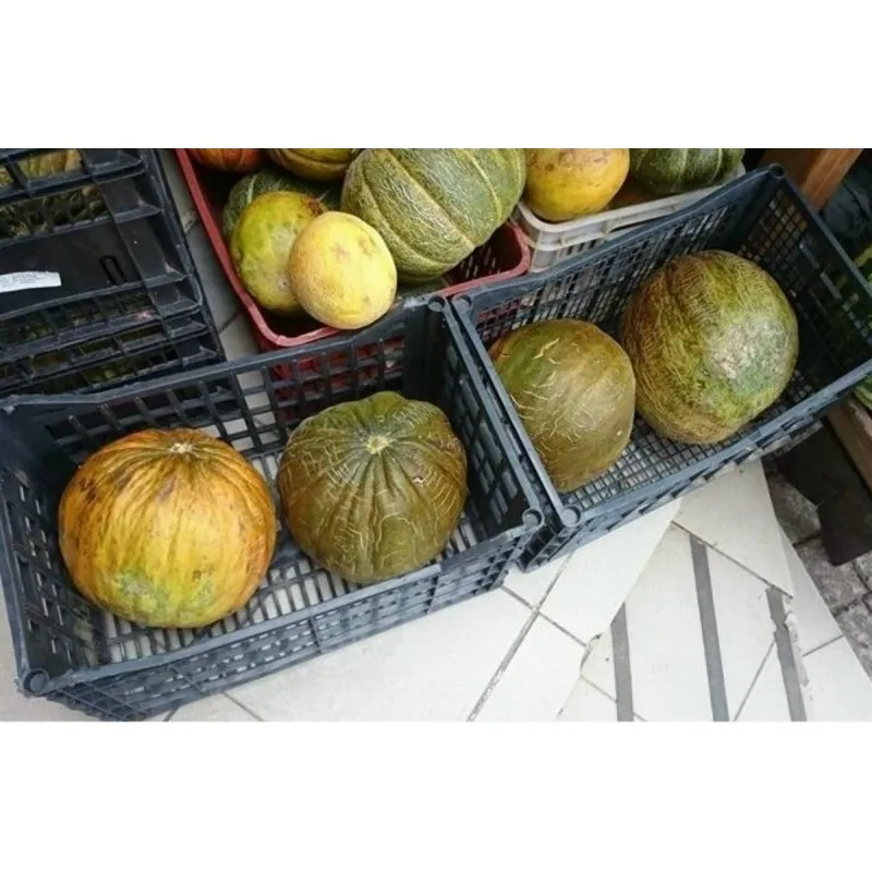 Casaba Turkish melon seeds
