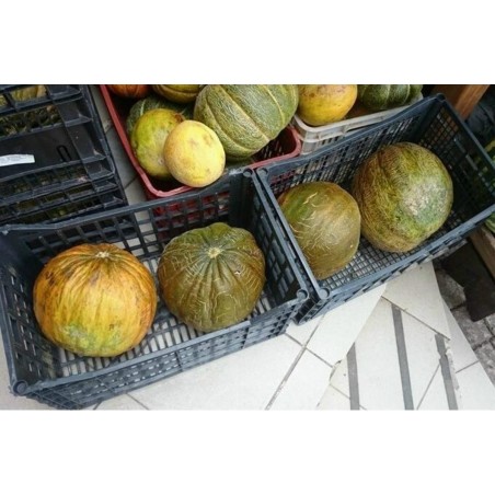 Price: €1.95 - Semi Di Melone Turchi CASABA - Seeds Gallery