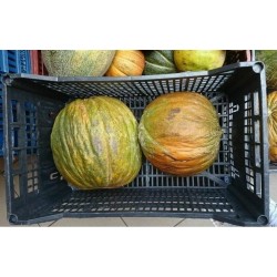 Price: €1.95 - CASABA τουρκική πεπονιού σπόροι - Seeds Gallery