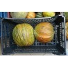 Semillas De Melón Turcos CASABA