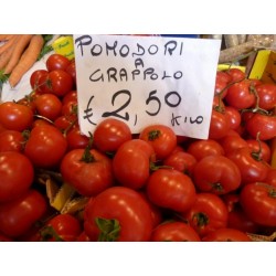 Semillas de tomate GRAPPOLO