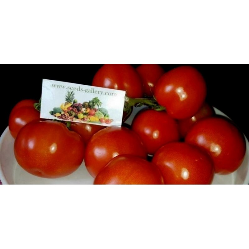 Price: €2.25 - Seme Paradajza GRAPPOLO - 