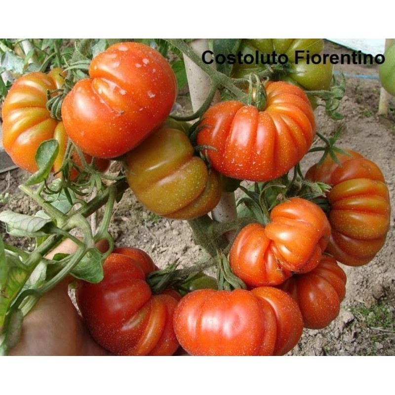 Sementes de tomate beefsteak Costoluto Fiorentino