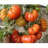 Sementes de tomate beefsteak Costoluto Fiorentino