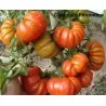 Tomato seeds Large beefsteak Costoluto Fiorentino