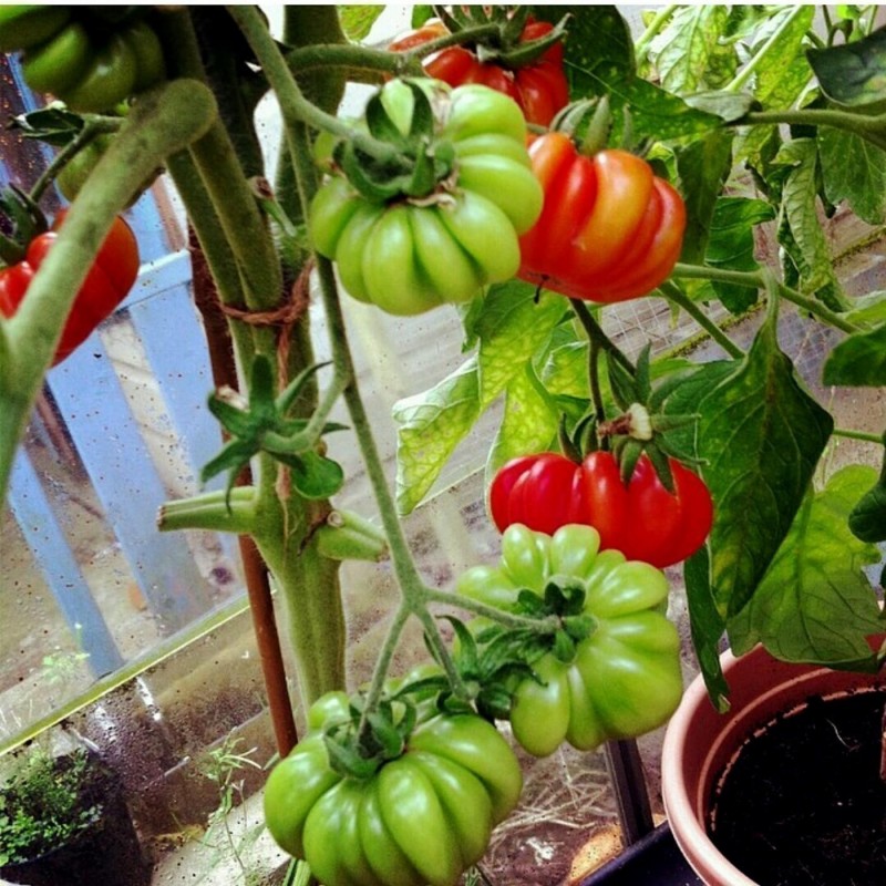 Sementes de tomate beefsteak Costoluto Fiorentino