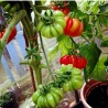 Sementes de tomate beefsteak Costoluto Fiorentino