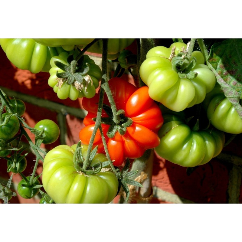 Sementes de tomate beefsteak Costoluto Fiorentino