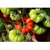 Sementes de tomate beefsteak Costoluto Fiorentino
