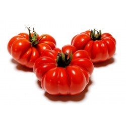 Tomatensamen Riesentomate COSTOLUTO FIORENTINO