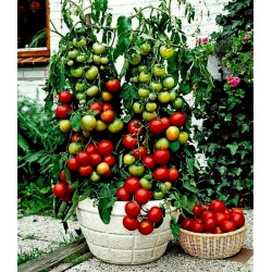 Sementes de tomate Balkonzauber