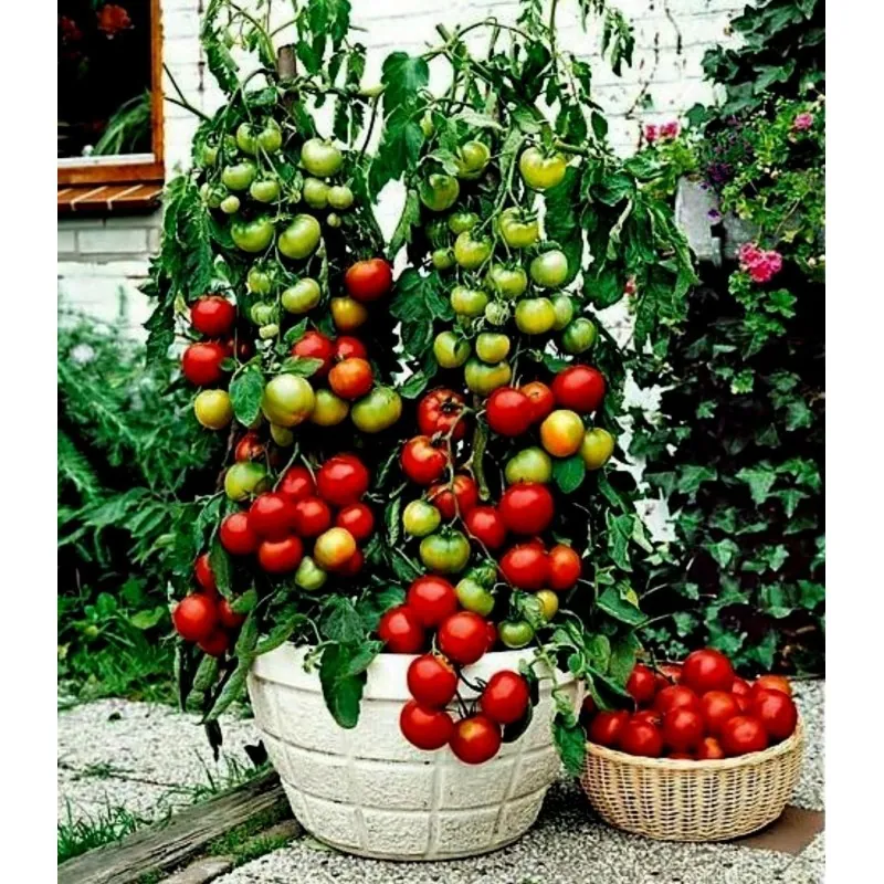 Semillas de tomate Balkonzauber
