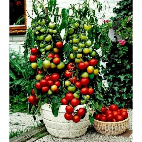Balkonzauber Tomato Seeds (Balcony Charm)