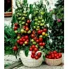 Graines de tomate Balkonzauber (balcon magique)