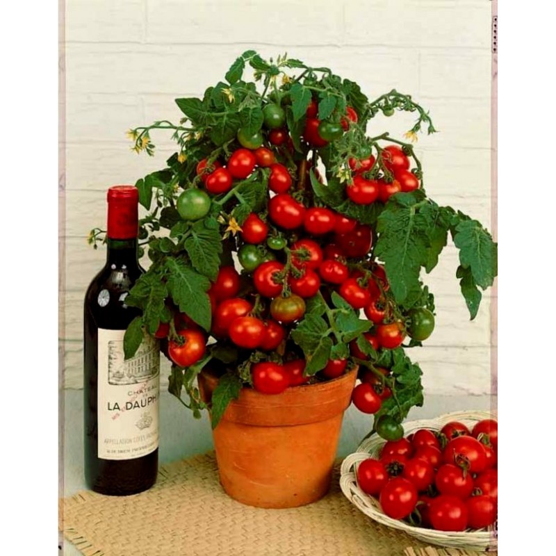 Price: €1.95 - Semillas de tomate Balkonzauber - 