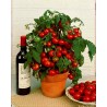 Price: €1.95 - Σπόροι Τομάτας Balkonzauber - 