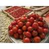 Price: €1.95 - Σπόροι ντομάτας Fiaschetto - 