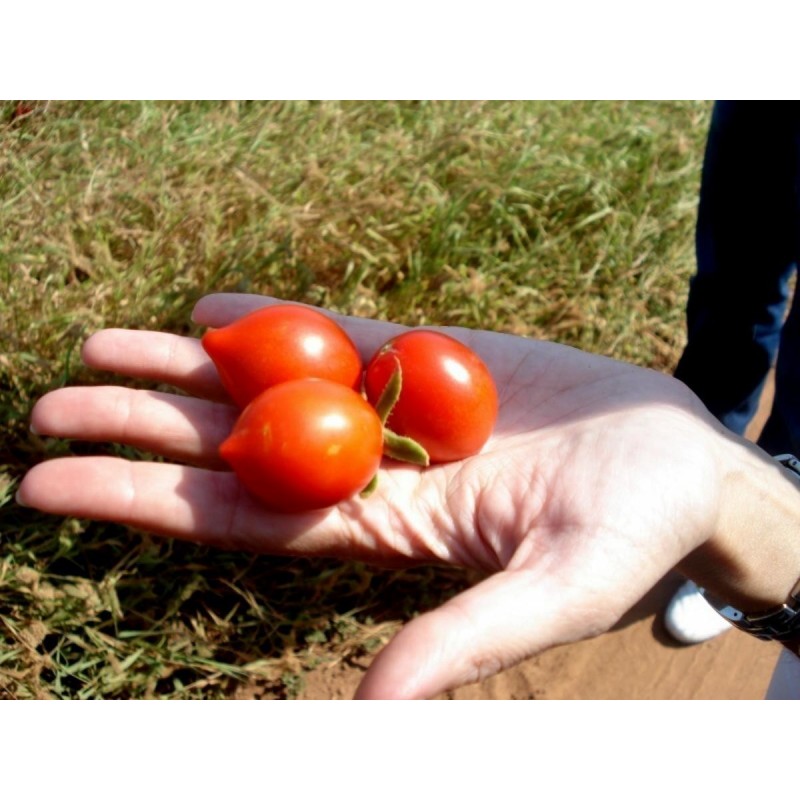 Price: €1.95 - Graines de tomate Fiaschetto - 