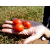 Price: €1.95 - Graines de tomate Fiaschetto - 