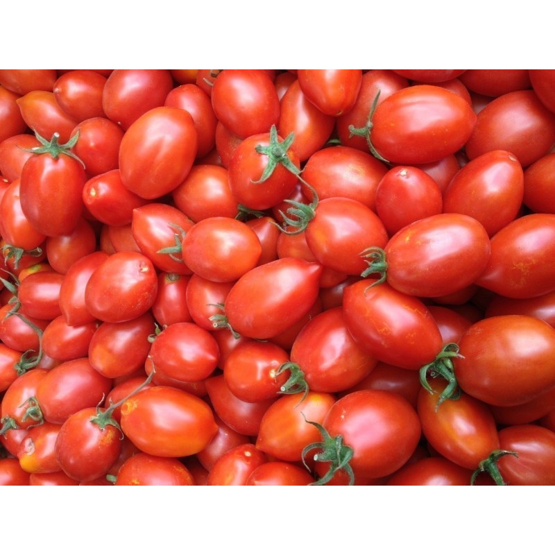 Price: €1.95 - Fiaschetto tomatfrön - 