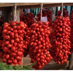 Price: €1.95 - Sementes de tomate Italiano Fiaschetto - 
