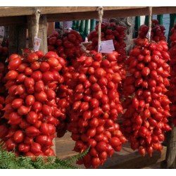 Sementes De Tomate Italiano FIASCHETTO