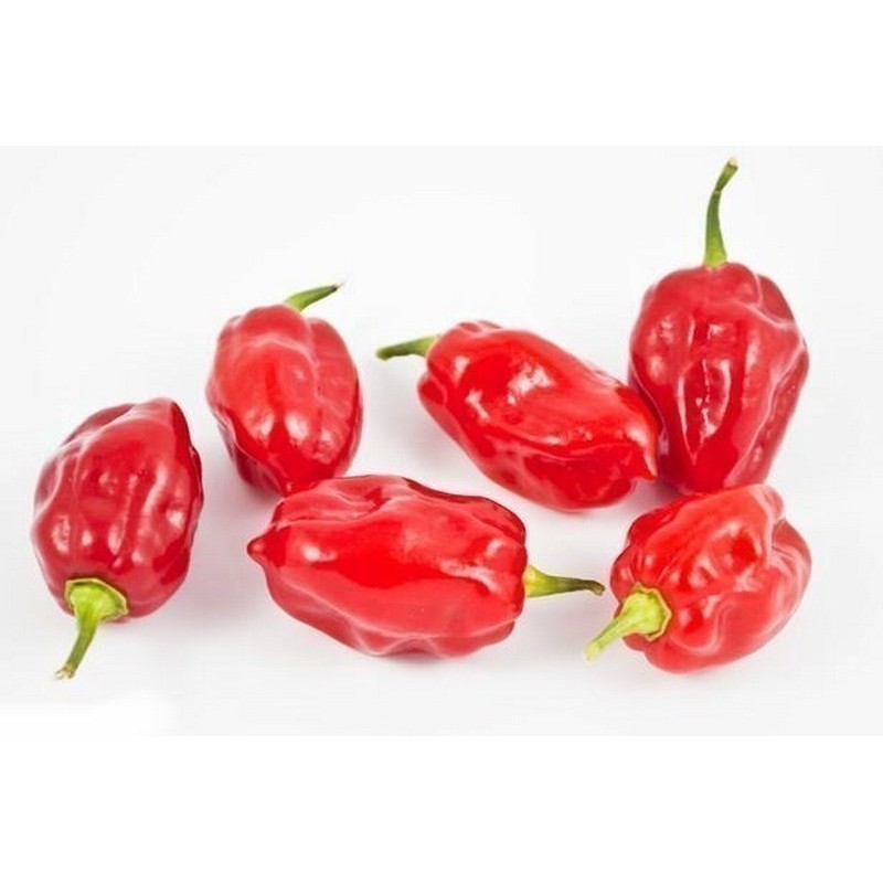 Habanero Tobago Seasoning Chili Samen