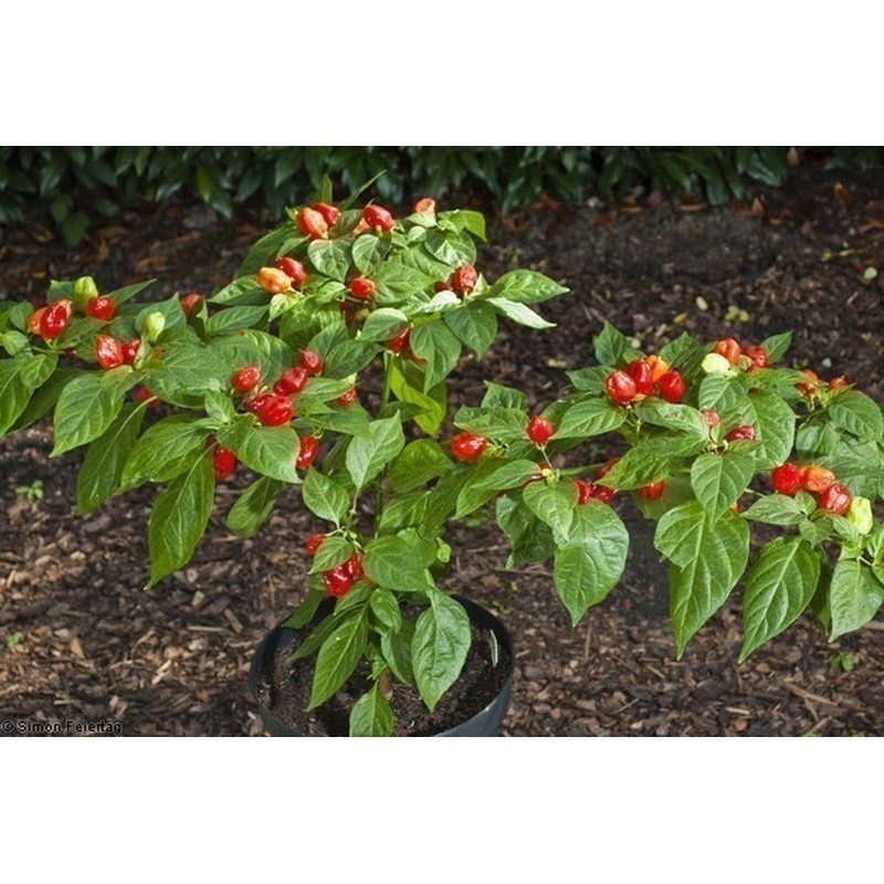 Habanero Tobago Seasoning Chili Samen