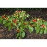 Habanero Tobago Seasoning Chili Samen