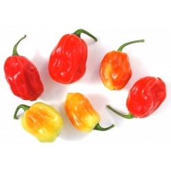 Σπόροι πιπεριά Τσίλι Habanero Tobago Seasoning