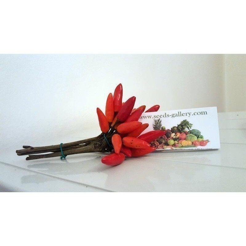 Aji Pipi de Mono Chili Seeds