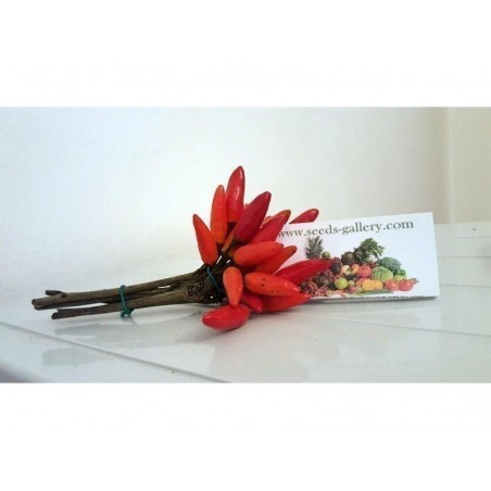 Sementes de Pimenta Pinguita de Mono | 1,85 €