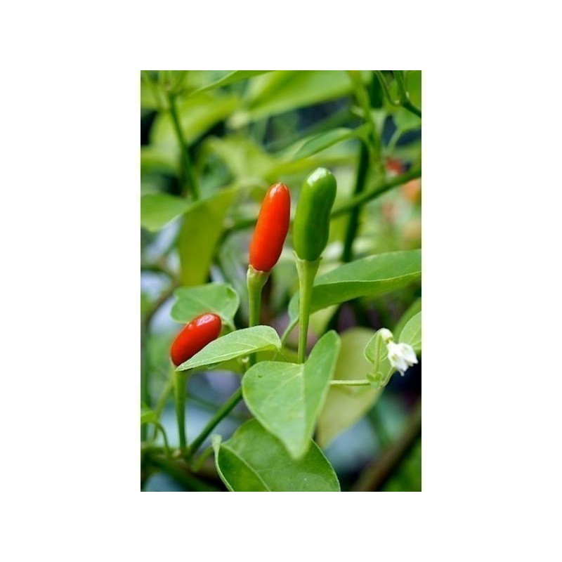 Aji Pipi de Mono Chili Seeds