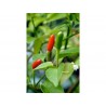 Sementes de Pimenta Pinguita de Mono | 1,85 €