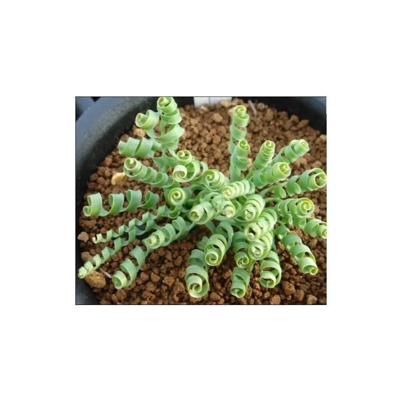 Semillas ESPIRAL HIERBA (moraea Tortilis)