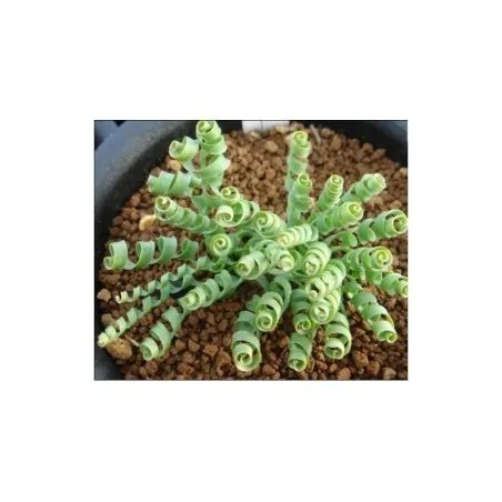 Semillas ESPIRAL HIERBA (moraea Tortilis)