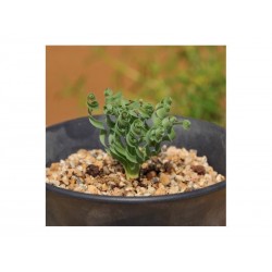 Semi di ERBA SPIRALE succulent (Moraea tortilis)
