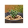Price: €3.55 - Spring Grass Spiral Grass Seeds (Moraea tortilis) - 