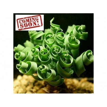 Price: €3.55 - Spiral Gras Samen sukkulent (Moraea tortilis) -