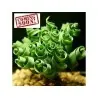 Semillas ESPIRAL HIERBA (moraea Tortilis)