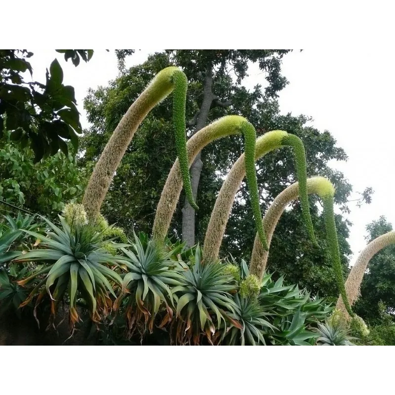 Sementes de AGAVE DRAGÃO ou PESCOÇO DE CISNE