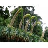 Dragon tree agave Frön (Agave attenuata) | 2,95 €