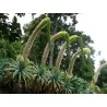 Semi di Agave attenuata