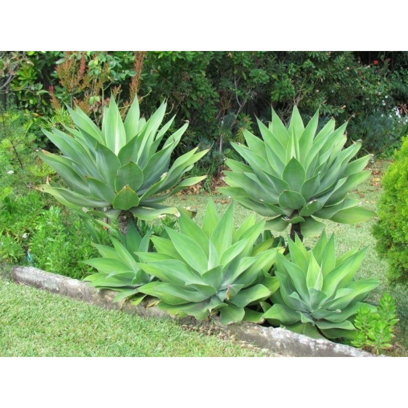 Dragon tree agave Frön (Agave attenuata) | 2,95 €