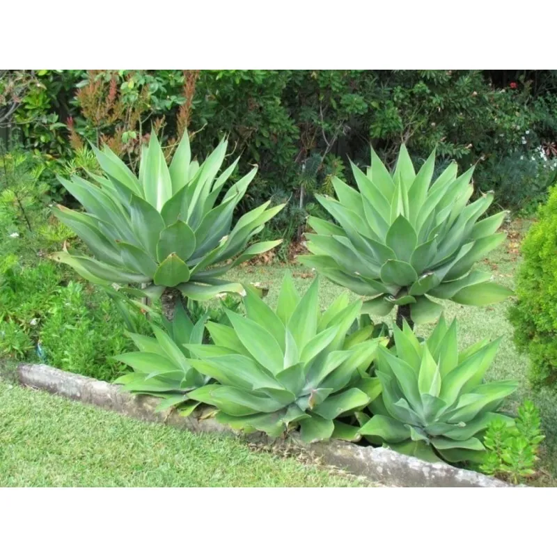 Semi di Agave attenuata