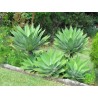 Dragon tree agave Frön (Agave attenuata) | 2,95 €