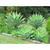 Semi di Agave attenuata