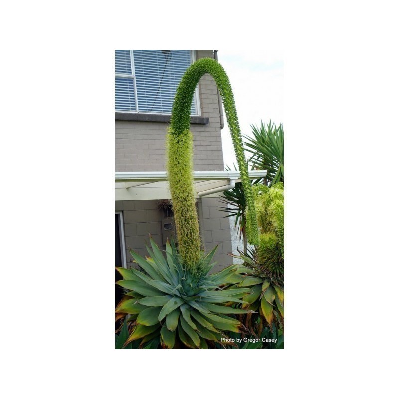 Semi di Agave attenuata
